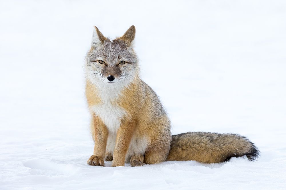 Photograph by Дина Нестеркова