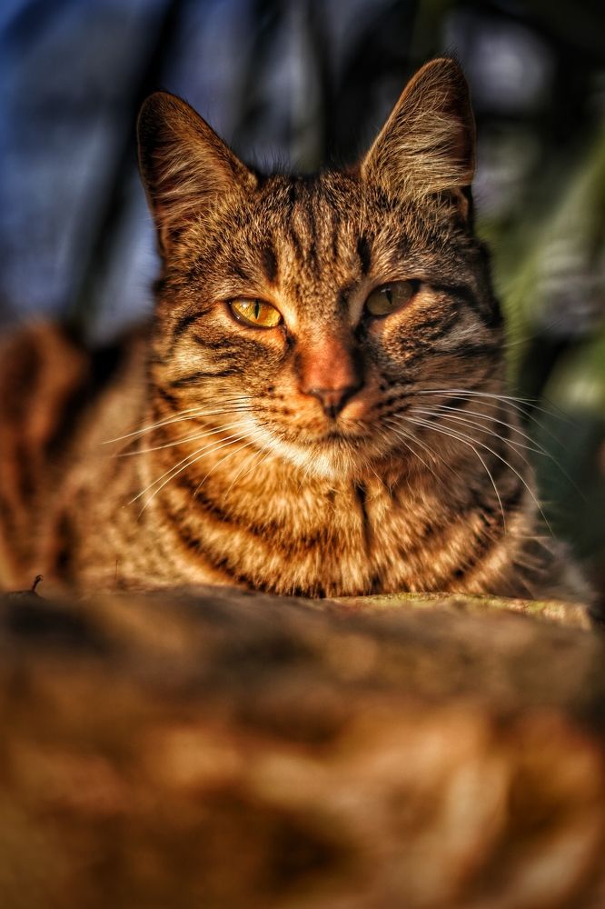 Фотография автора Наталья Кирпичёва