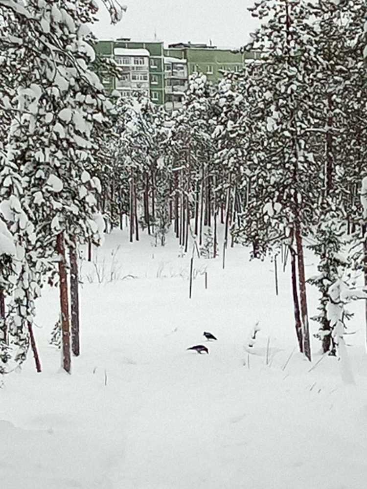 Photograph by Нина Гирнык