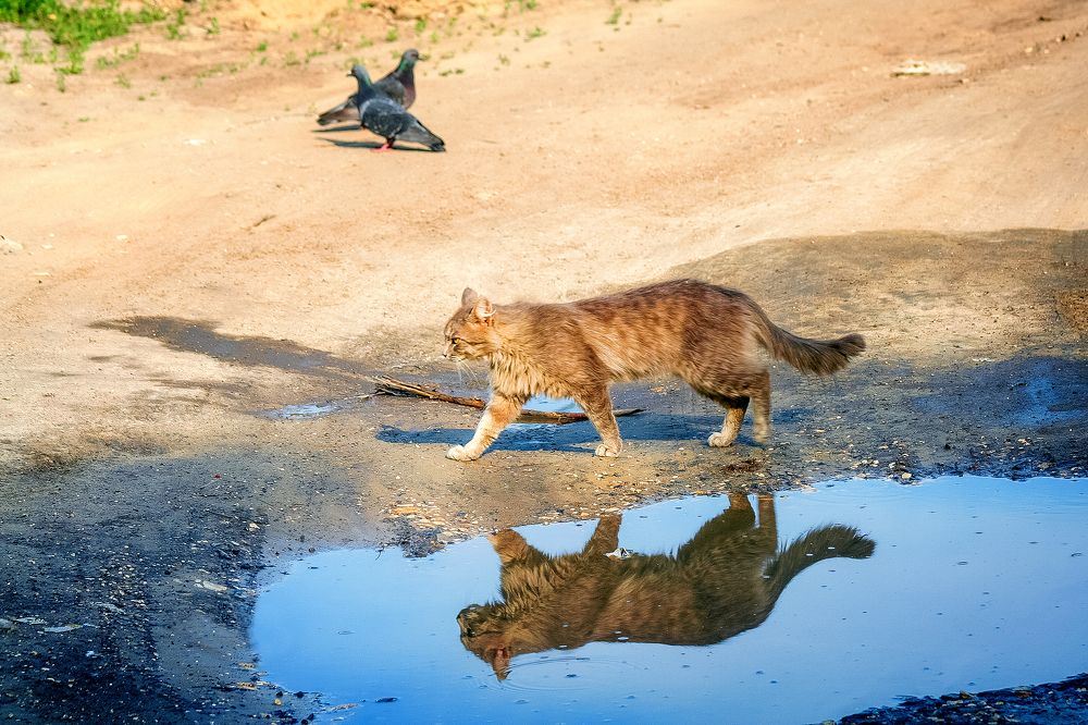 Photograph by Алексей Трифонов