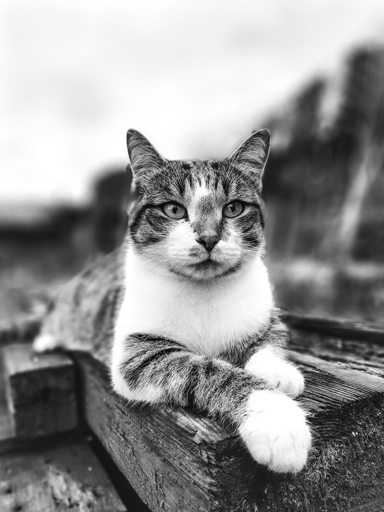 Photograph by Екатерина Просвирнина