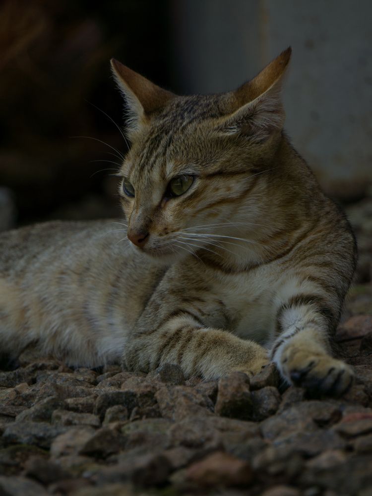 Photograph by Muhammed Junaid A P