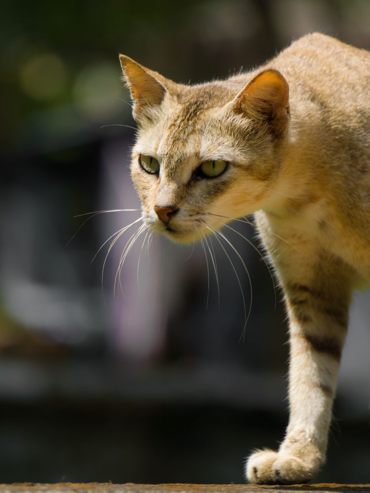 Photograph by Muhammed Junaid A P