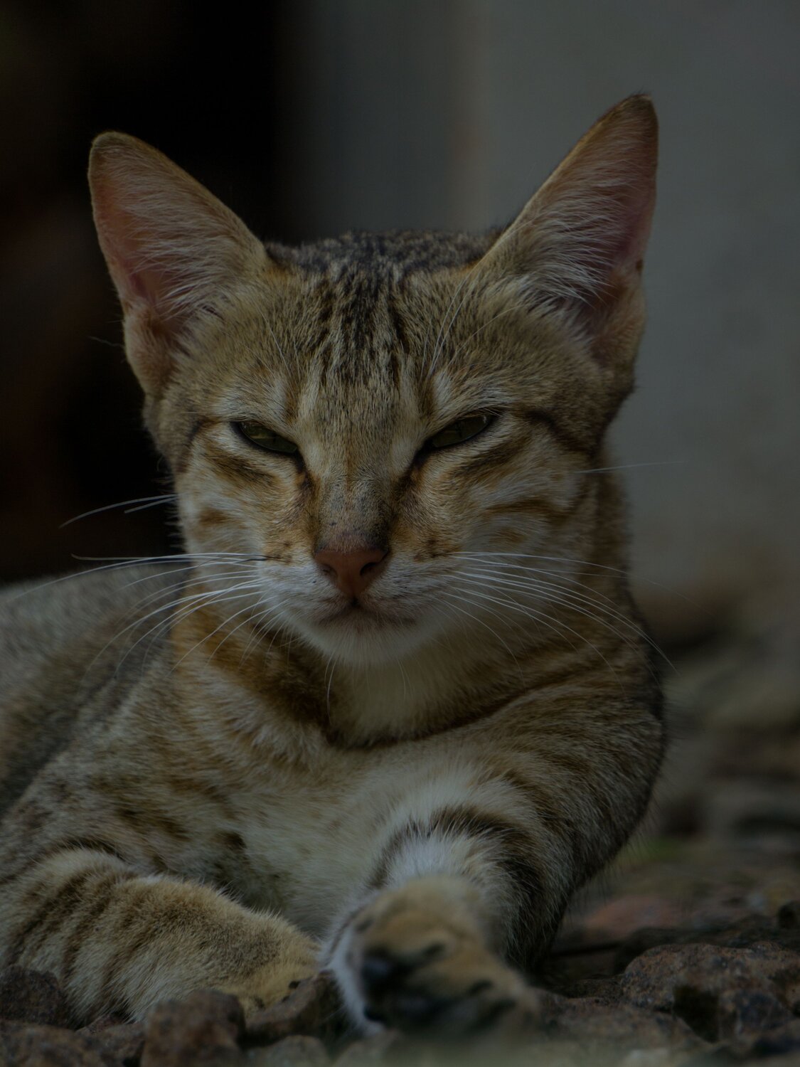 Photo #8675560