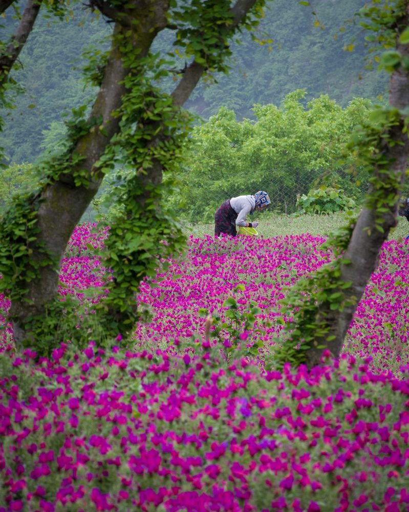 Photograph by Pourya Farajpour