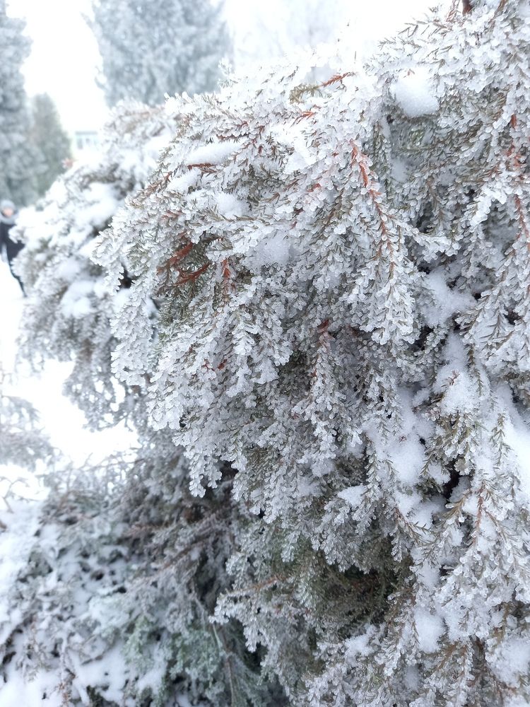 Фотография автора Алла Макаревич