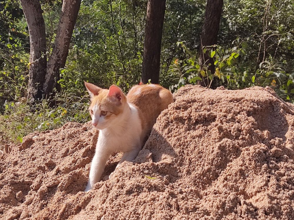 Photograph by Vijayakumar