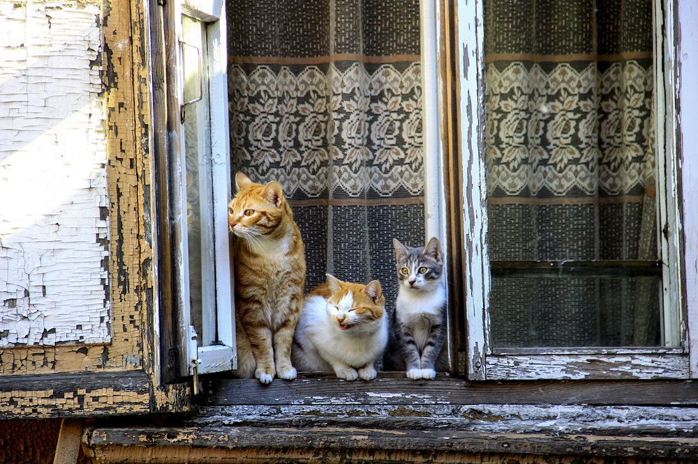 Иркутские котики.