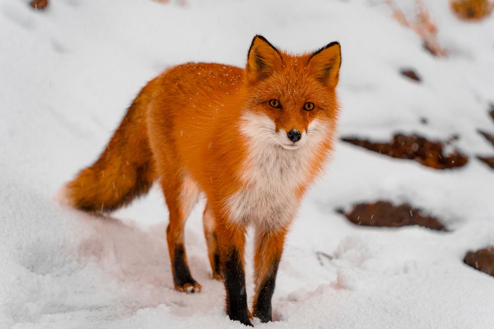 Photograph by Dydkovskiy