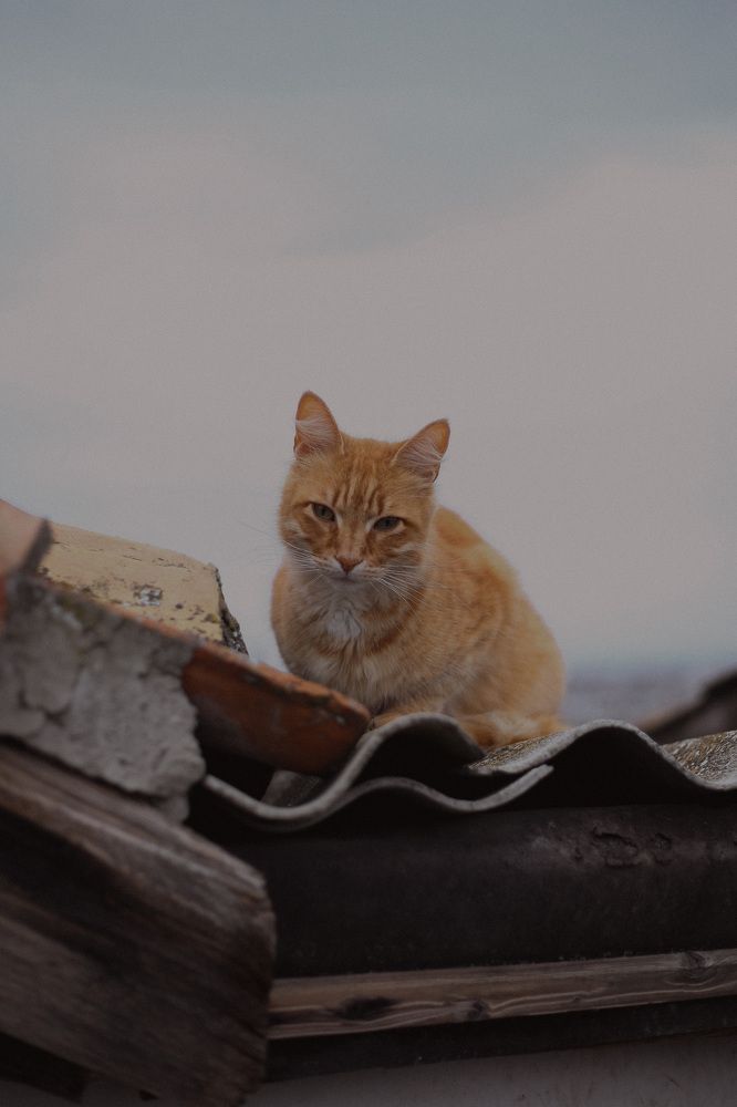 Фотография автора Наталья Вербина