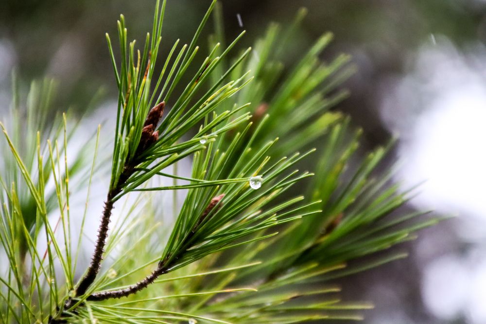 Фотография автора Olga Lavrenchuk