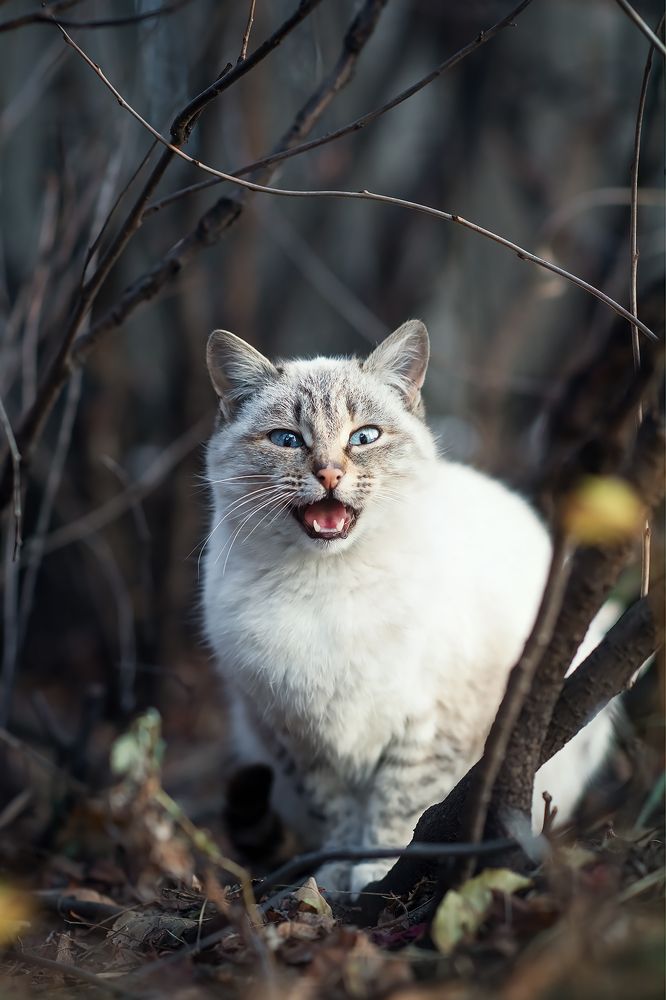Фотография автора Елена Баклач