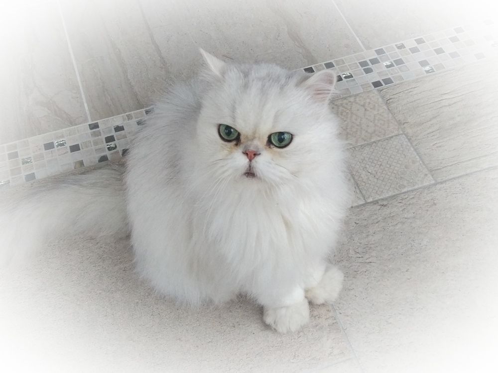 Мурзик