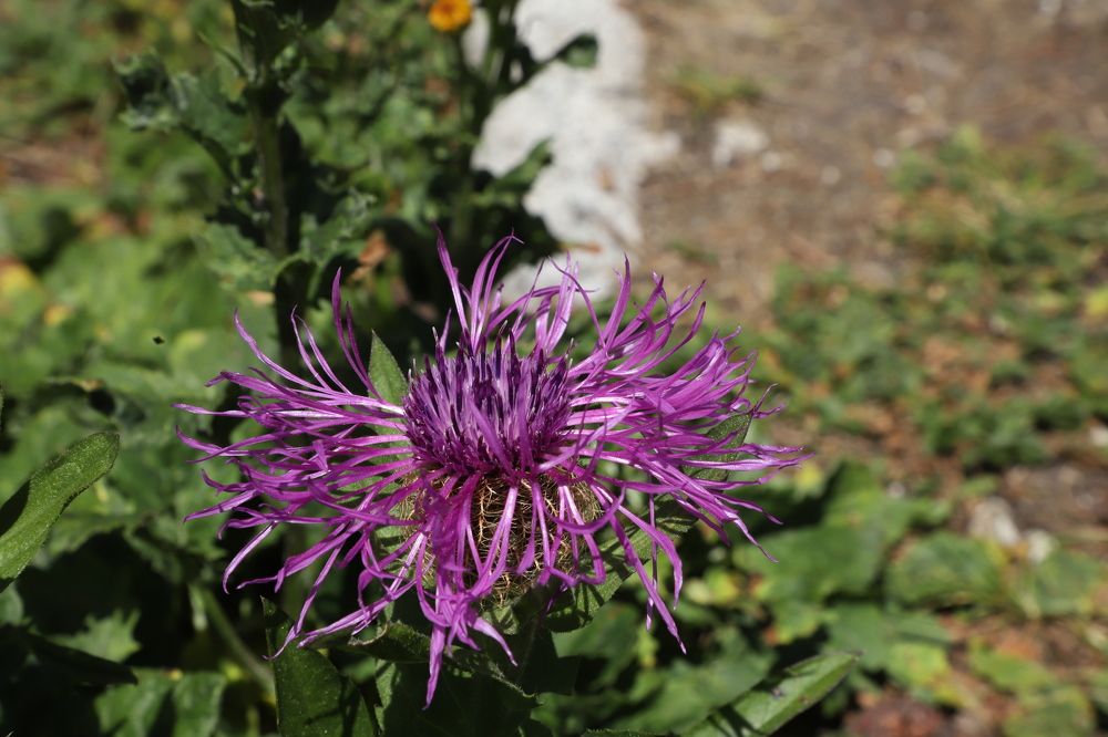 Photograph by Popa Alin