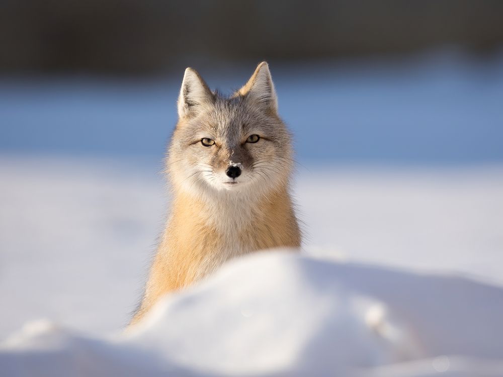 Photograph by Дина Нестеркова