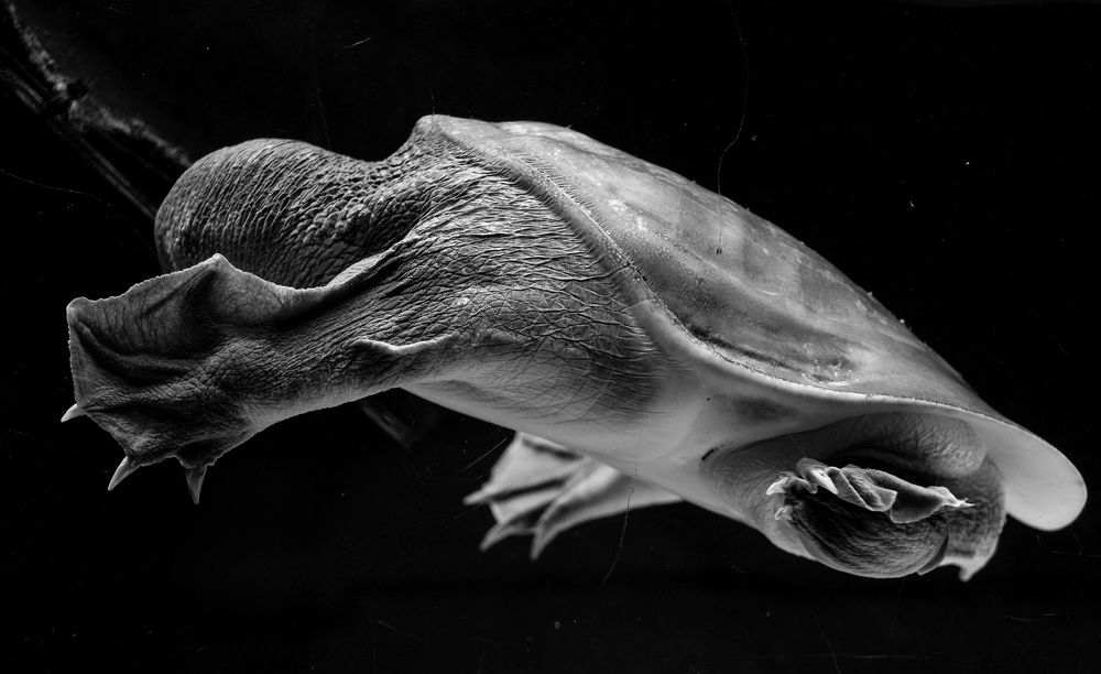 Photo #8676472