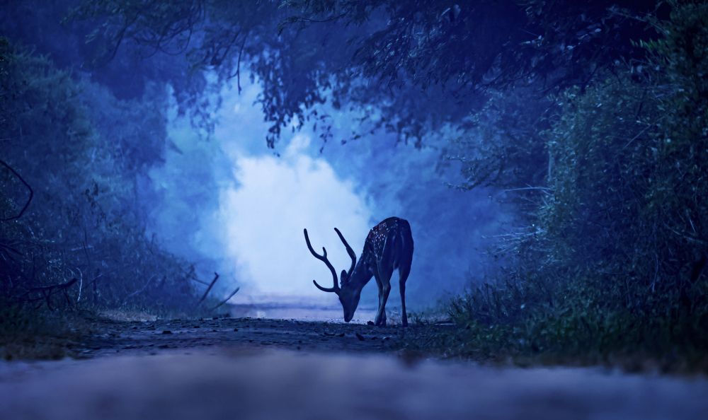 Photograph by Dhruv Shilpi