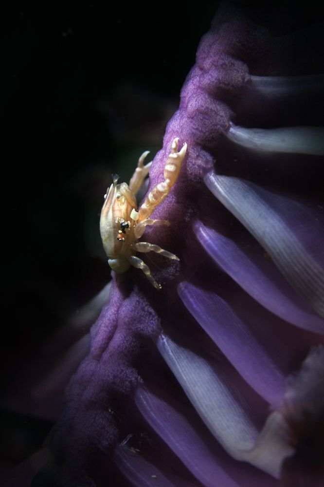 Photograph by Дериглазова Марина Владимировна