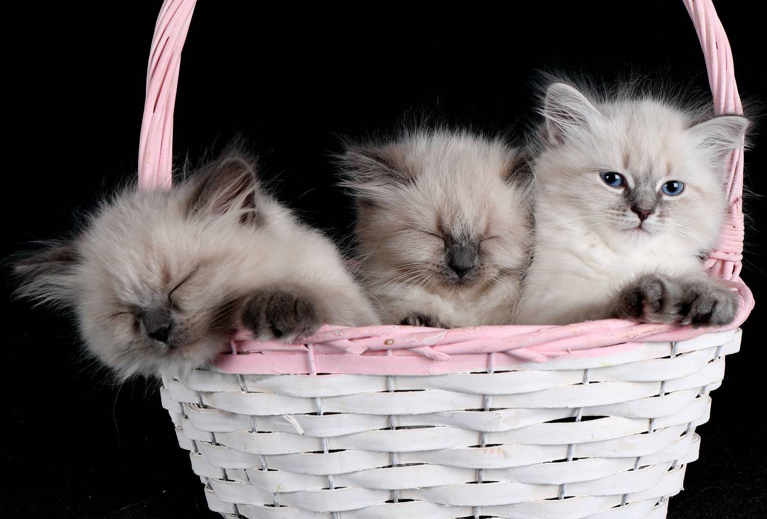 Photo #8676644