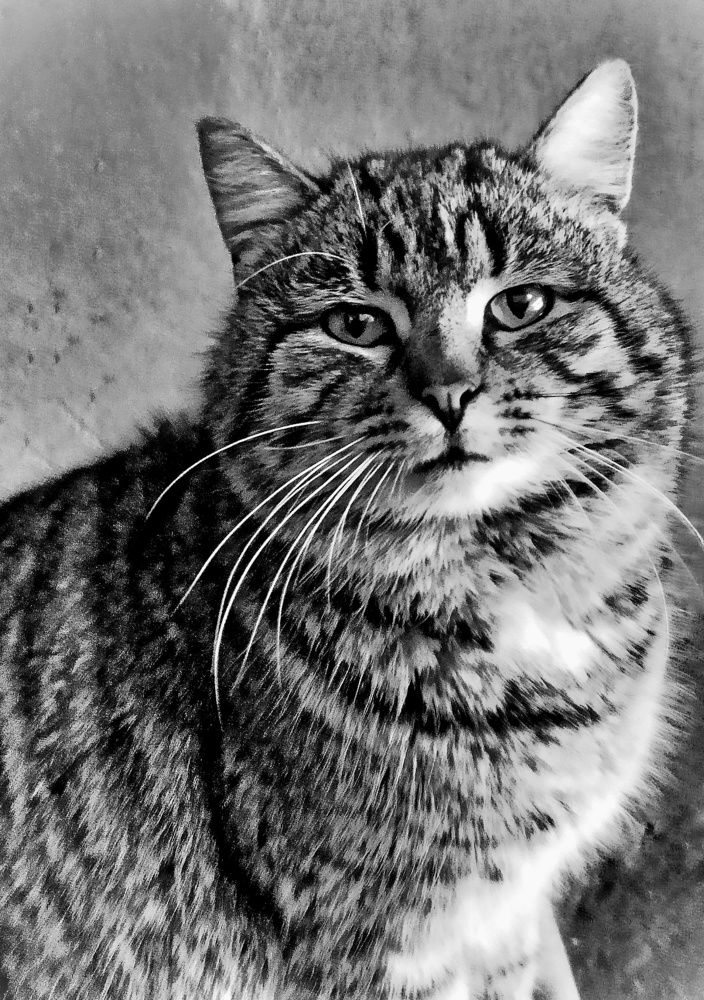 Серенький котик