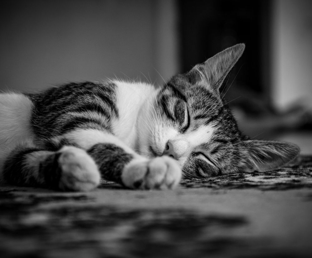 Сладких снов