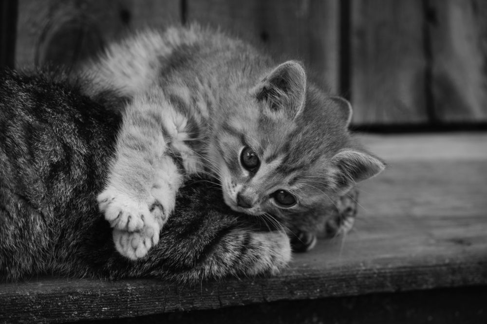Photograph by Елена Федорова