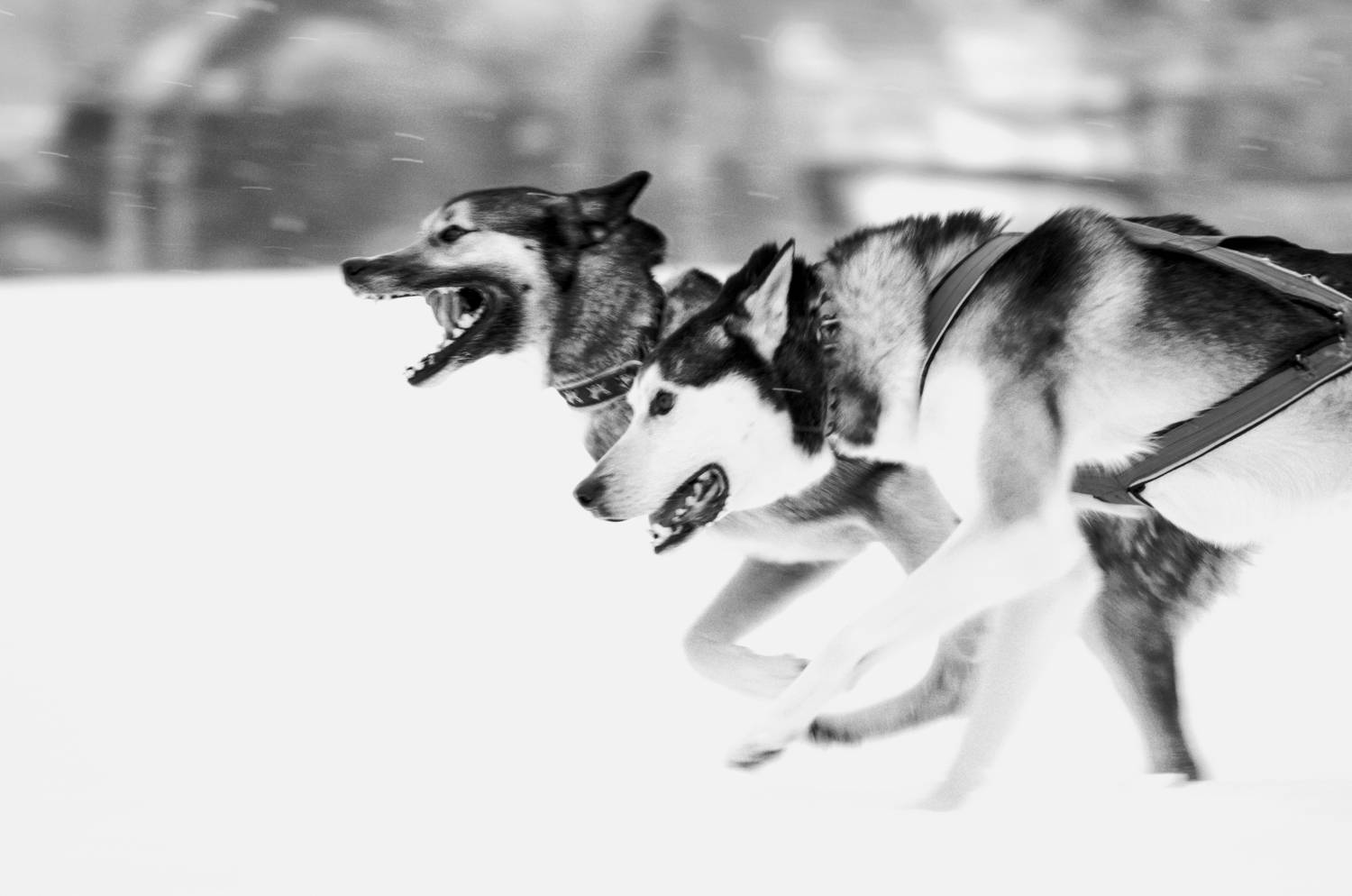 Photo #8676846