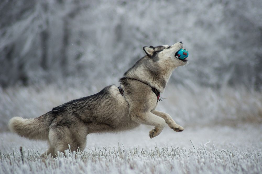 Photograph by Ангелина Ледовская