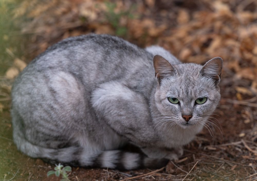 Photograph by Ranjith Kumar