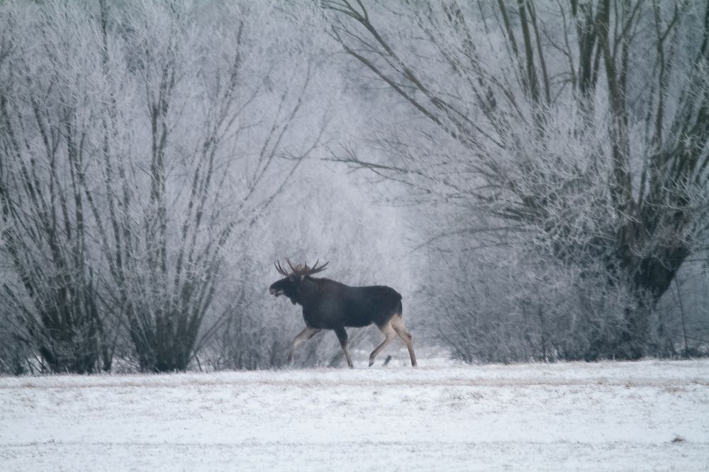 Photograph by Przemyslaw Wlodkowski