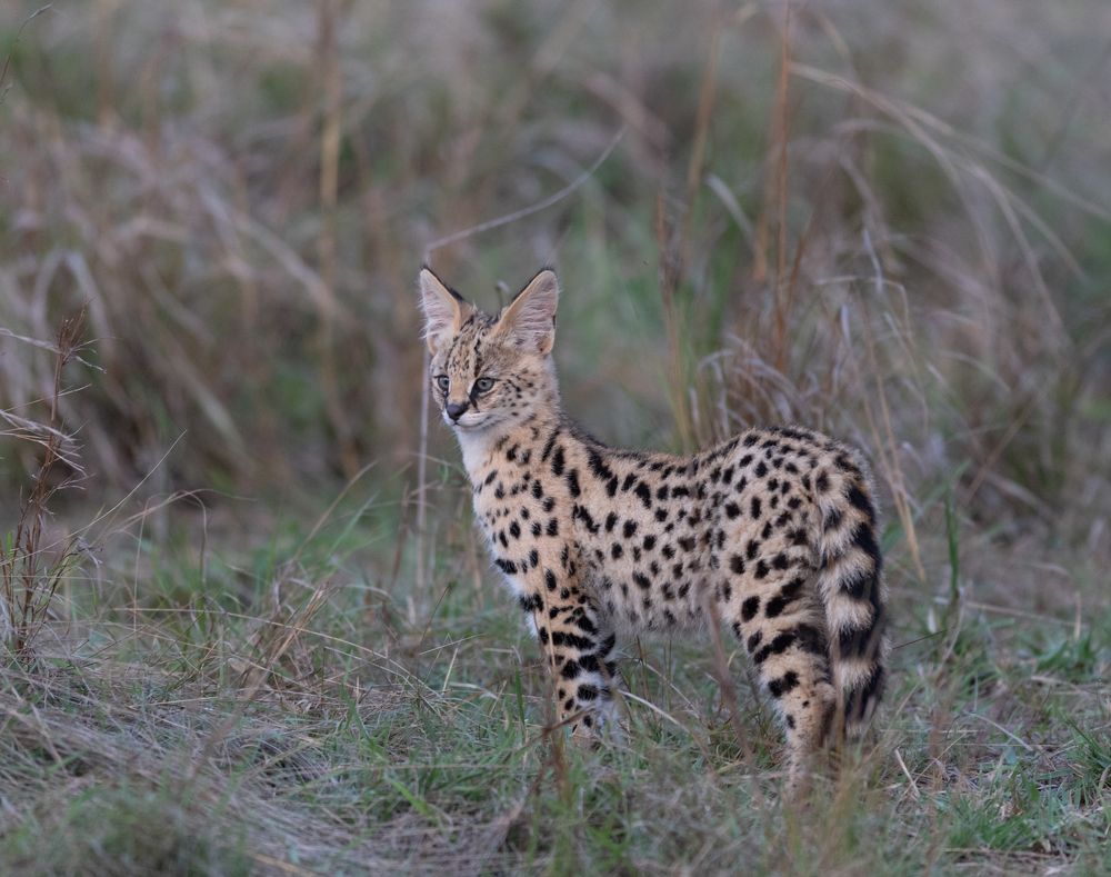 Photograph by Ranjith Kumar