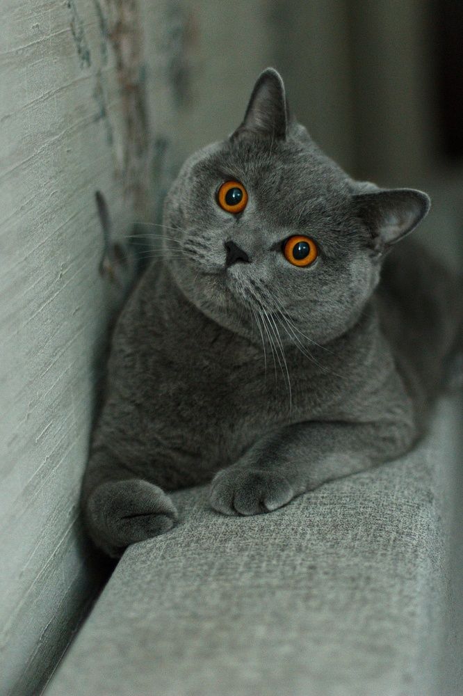 Сидоров Грей