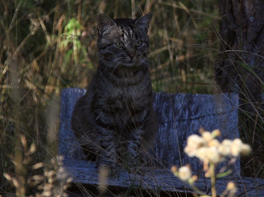 Фотография автора Анастасия Зверева