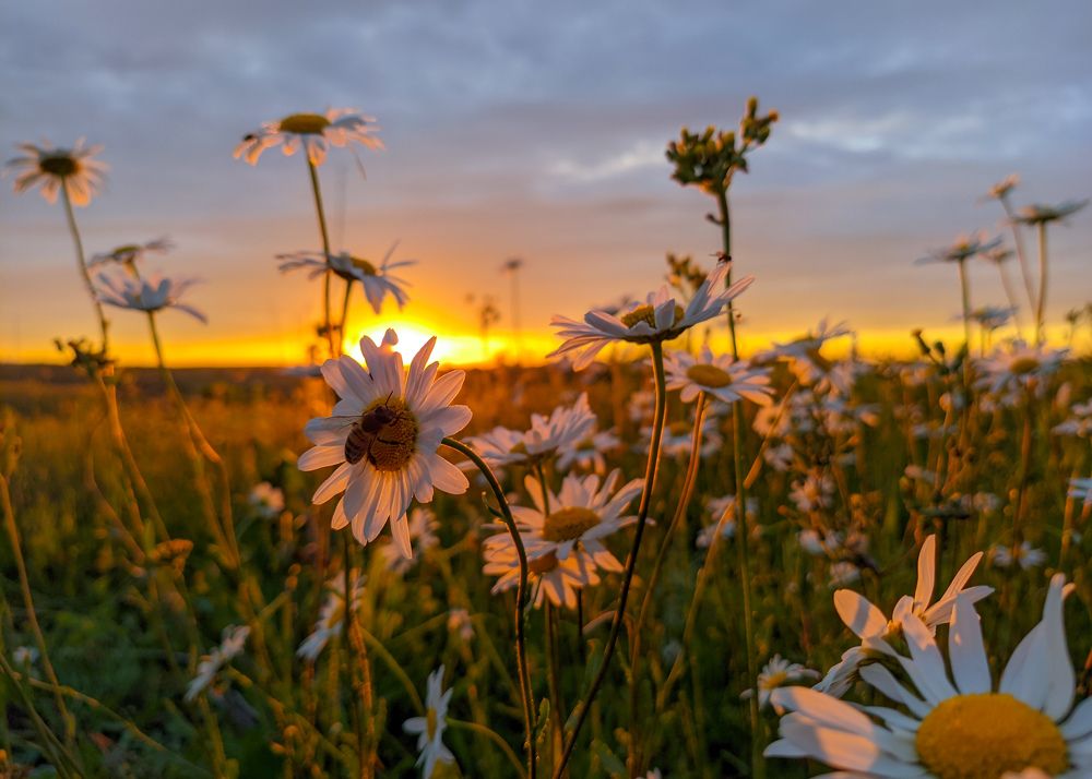 Photograph by Светлана Кондрашова