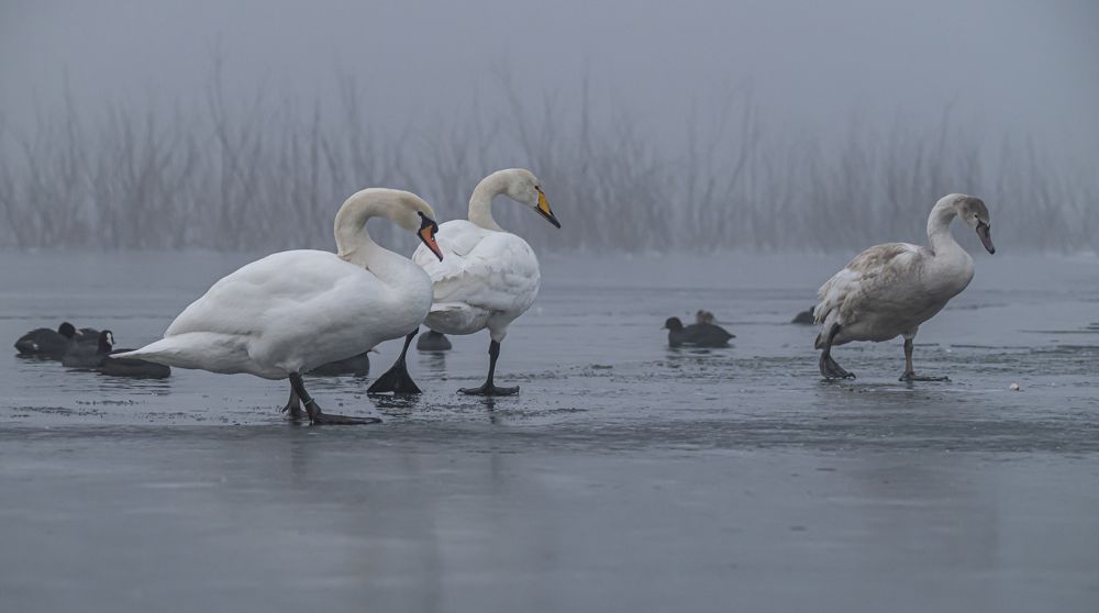 Photograph by Сергей Савчук