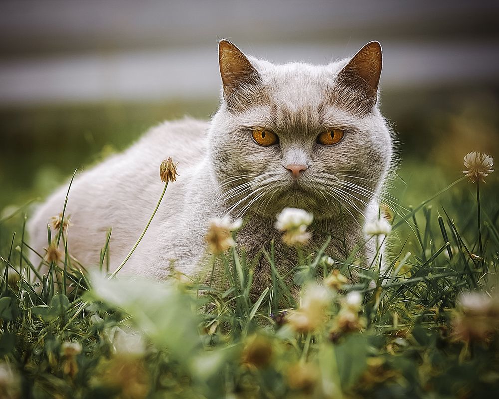 Photograph by Anna Sindikayeva