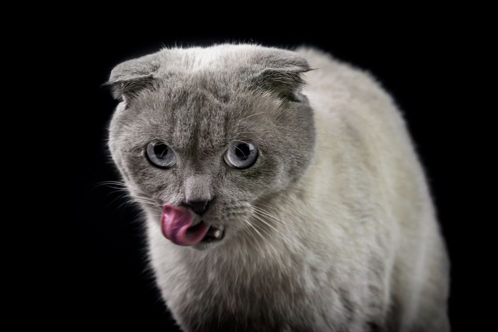 Просто "Кот"