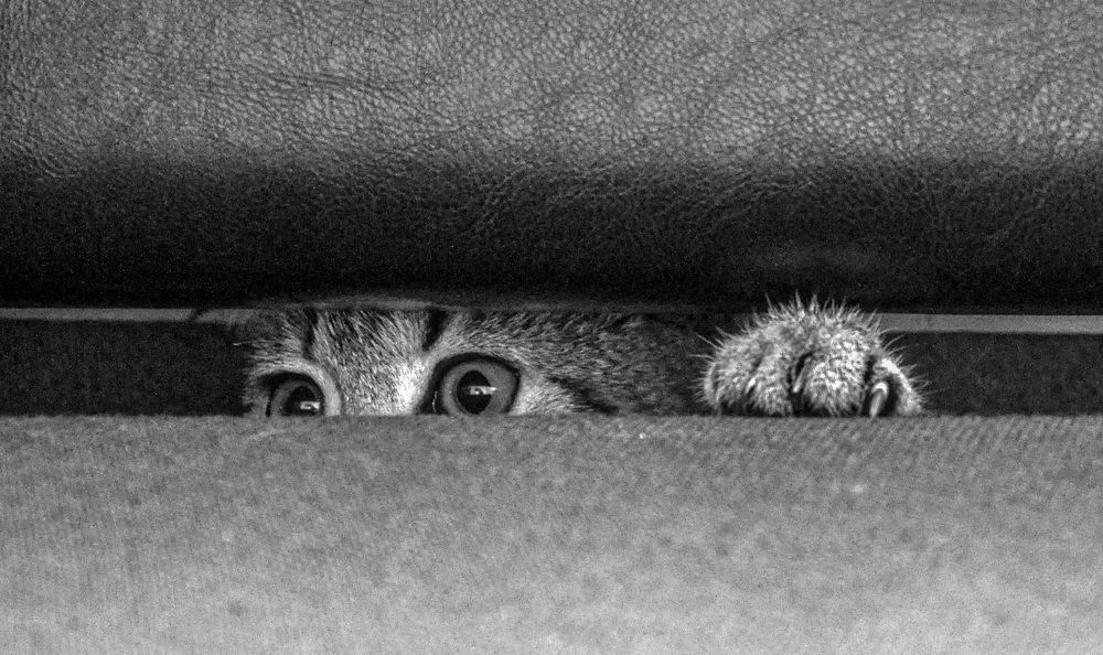 Фотография автора Ковяк Сергей Васильевич