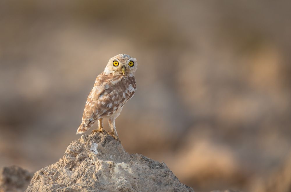 Photograph by Sangeetha Damodaran