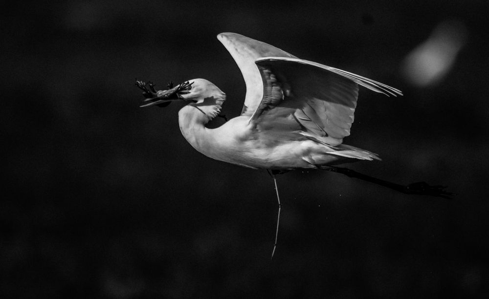 Photograph by Manoj Nair