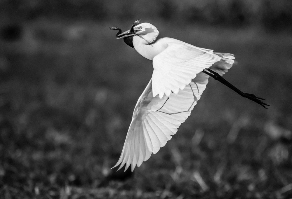 Photograph by Manoj Nair