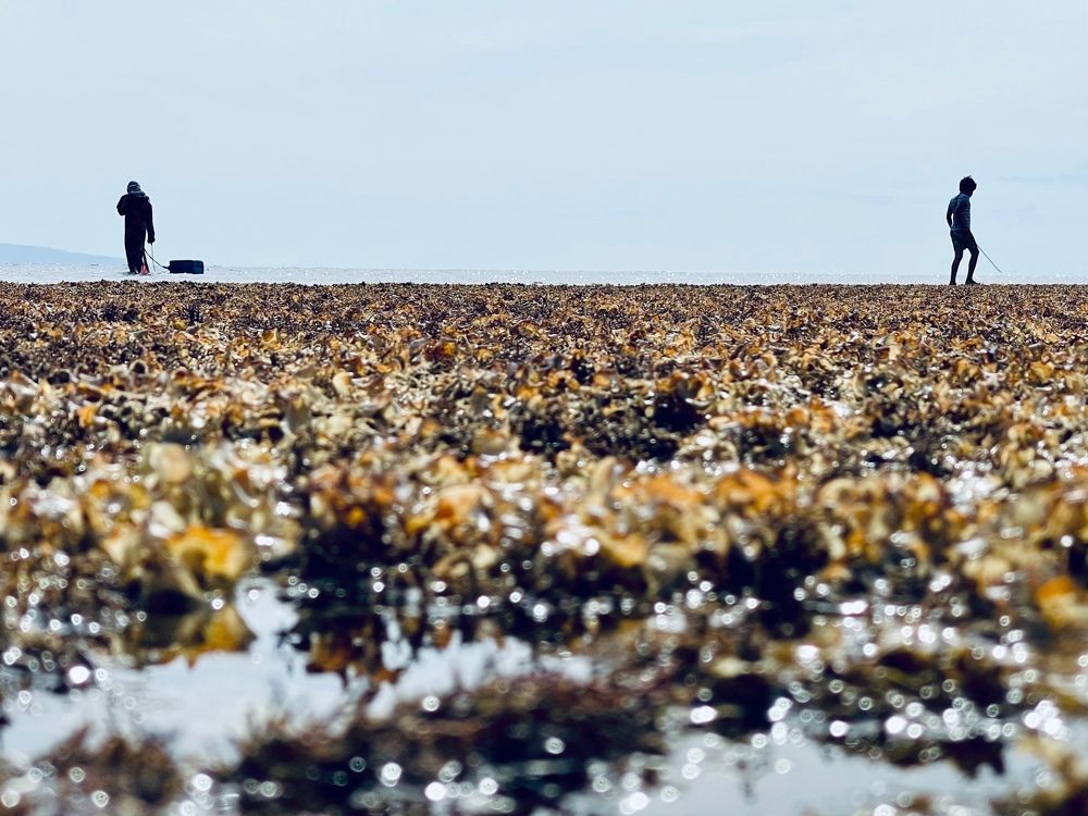 Collecting shellfish at low tide. Mother and son.