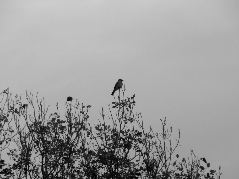 Photo #8678321