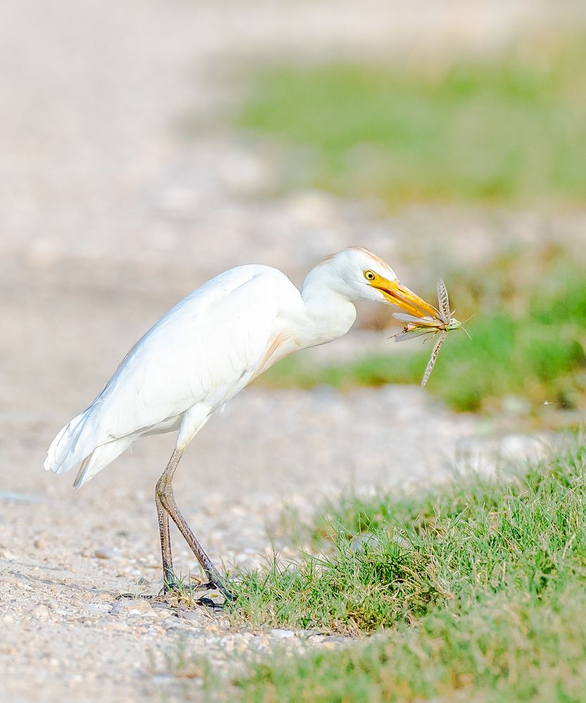 Photograph by Sangeetha Damodaran