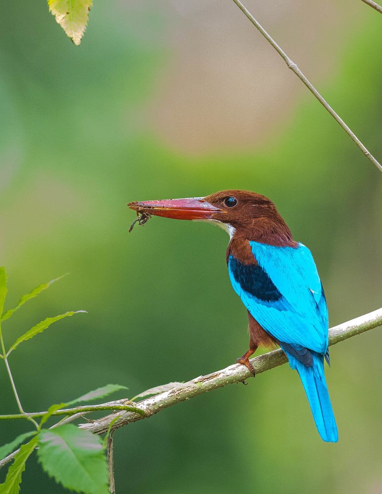 Photograph by Sangeetha Damodaran