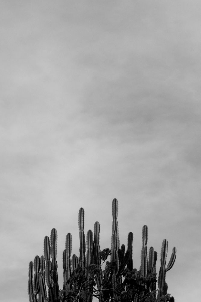 Photo #8678341