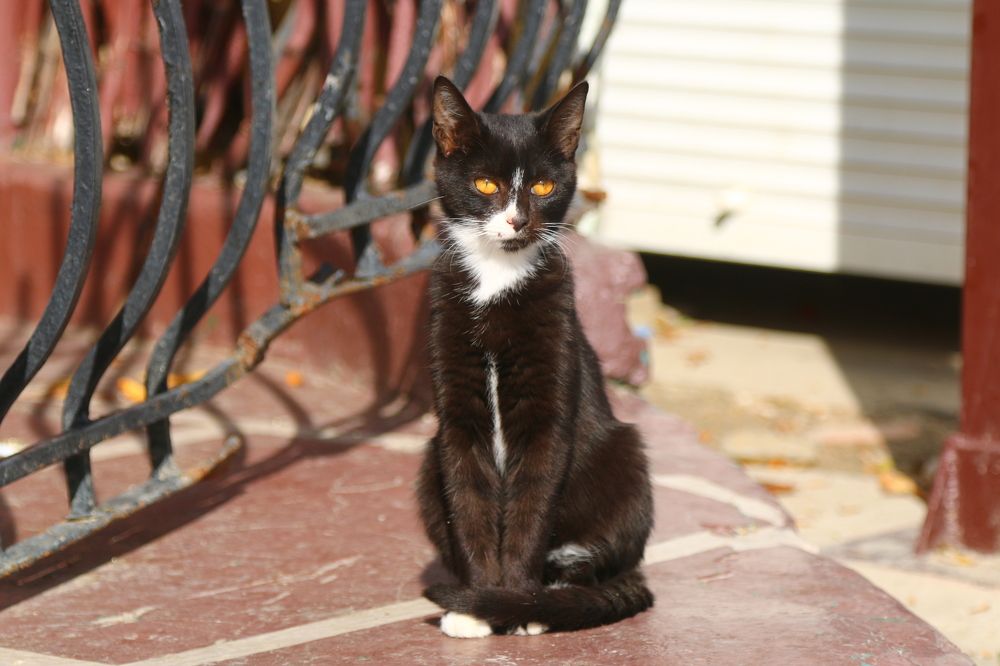 С глазами цвета янтаря.