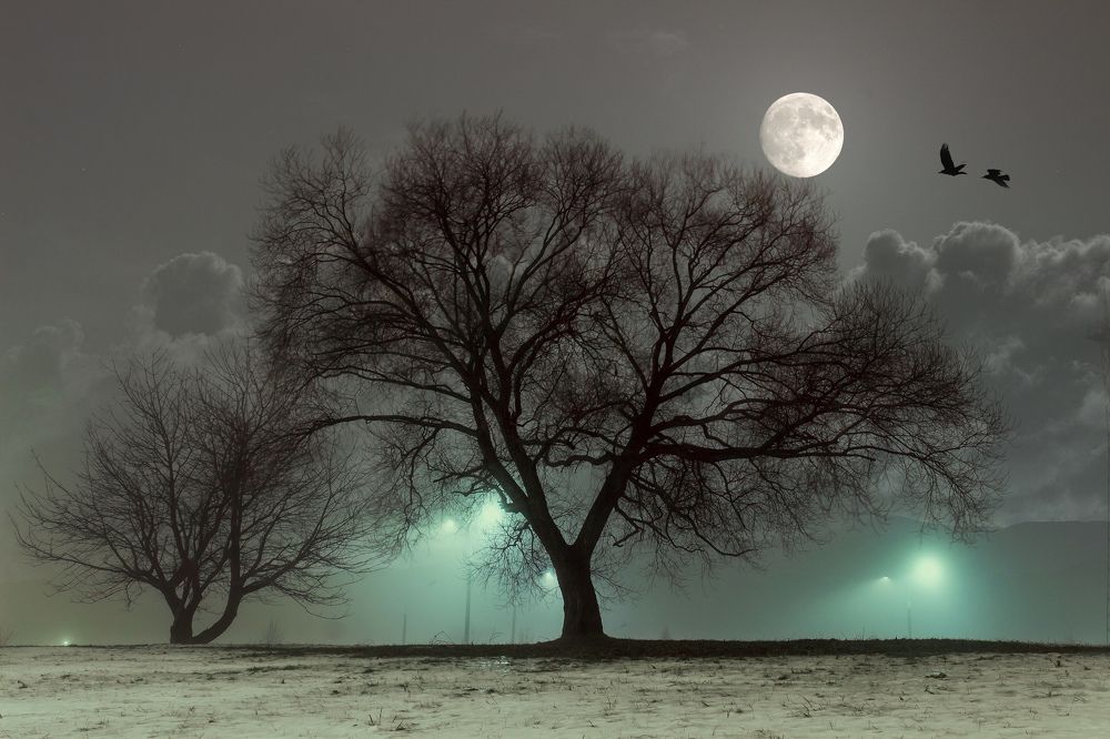 Фотография автора Максим Светличный