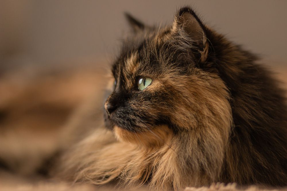 Photograph by Юлия Корчак