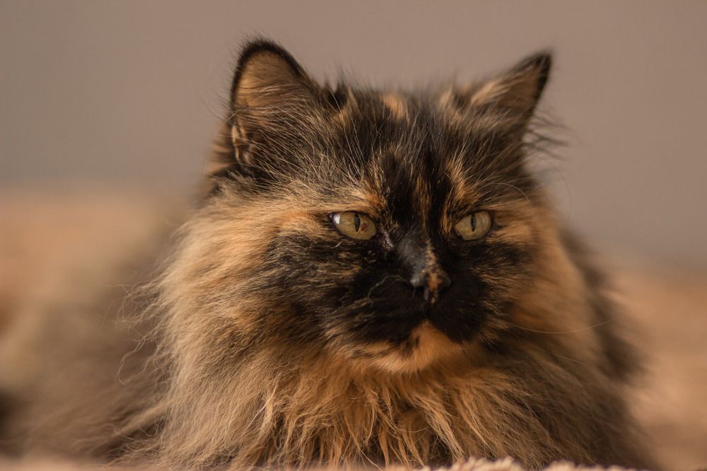 Photograph by Юлия Корчак